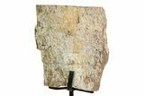 Fossil Sauropod Limb Bone Section with Metal Stand - Colorado #354321-1